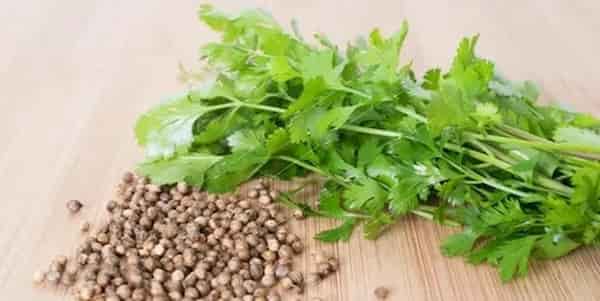 تصویر 2 از قیمت خرید بذر گشنیز خارجی با فروش عمده